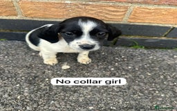 Mixed Breed dogs for sale: Beautiful litter of cocker Jacks - Image 4