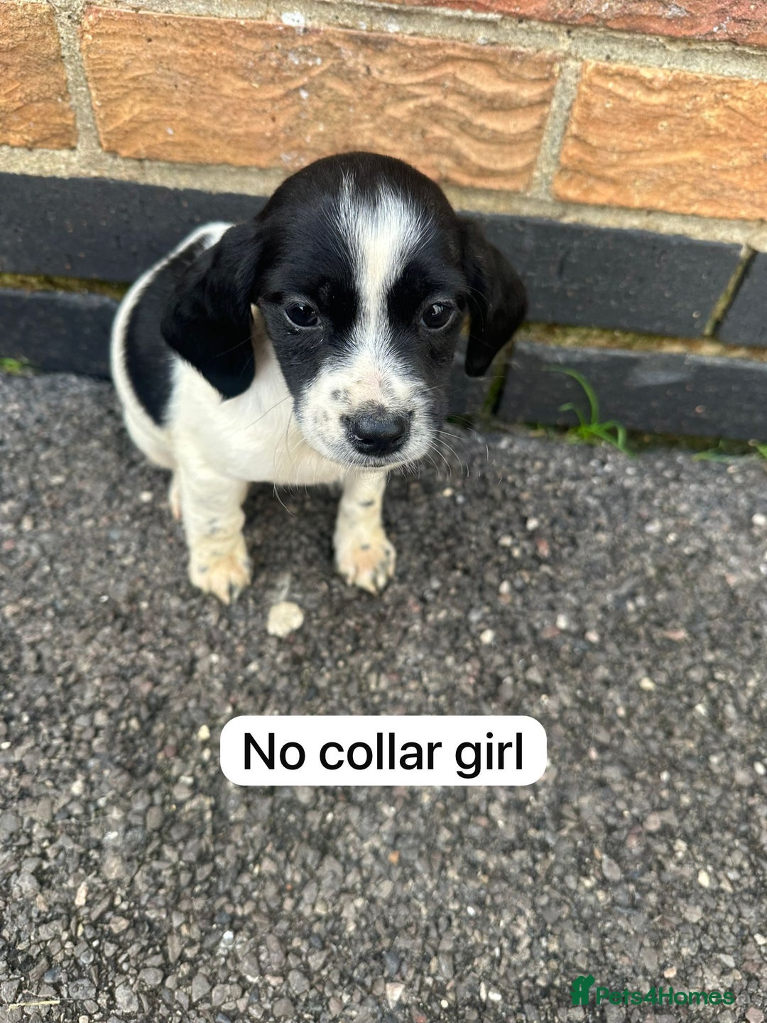 Mixed Breed dogs for sale: Beautiful litter of cocker Jacks - Image 4