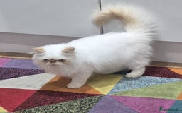 Persian cats for sale: Himalayan Persian kitten - Image 4