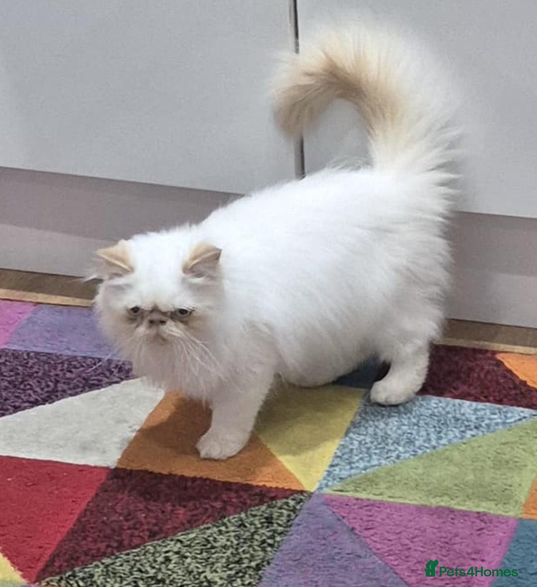 Persian cats for sale: Himalayan Persian kitten - Image 4