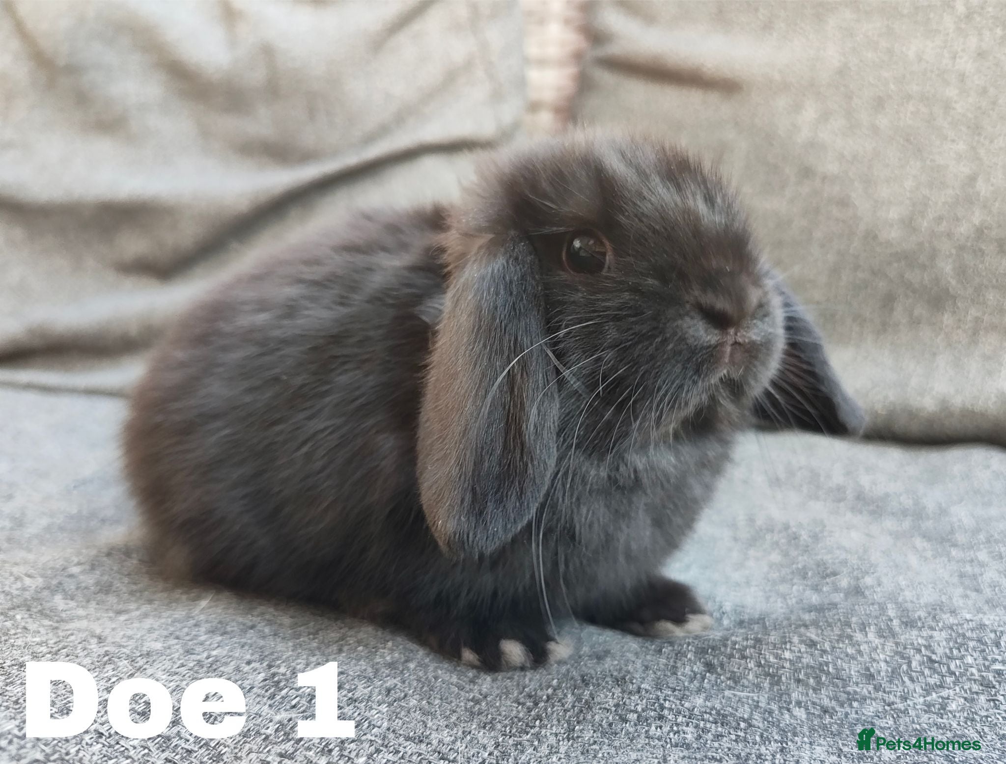 Mini Lop rabbits Stunning mini lops available for reserve  - Advert 2