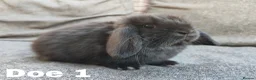 Mini Lop rabbits for sale: Stunning mini lops available for reserve  - Advert 2