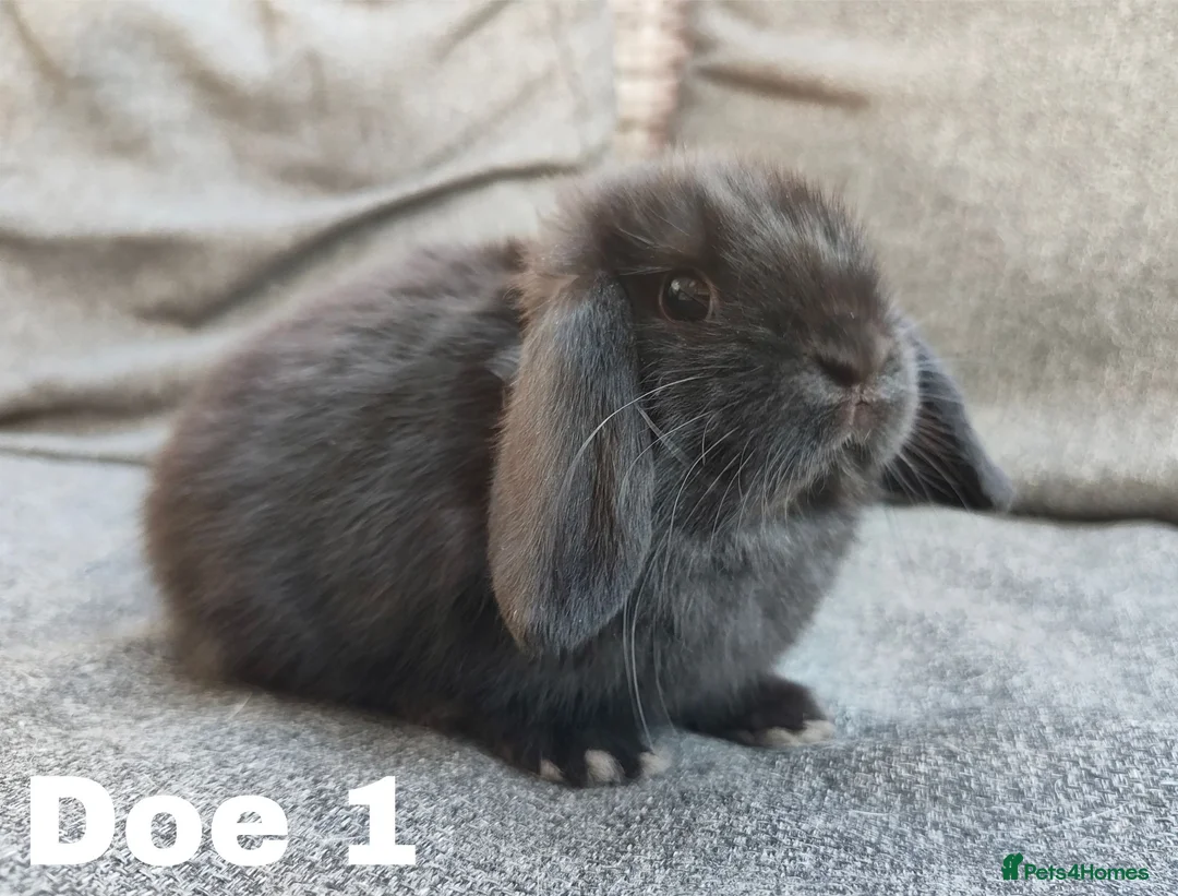 Mini Lop rabbits for sale: Stunning mini lops available for reserve  - Advert 2