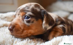 Miniature Dachshund dogs for sale: miniature dachshund puppies ready to reserve 🤍 - Image 6
