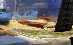 Bettas fish for sale: Betta seeking homes  - Image 2