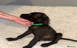 Cane Corso dogs for sale: Beautiful Litter Of Cane Corso Puppys - Image 14