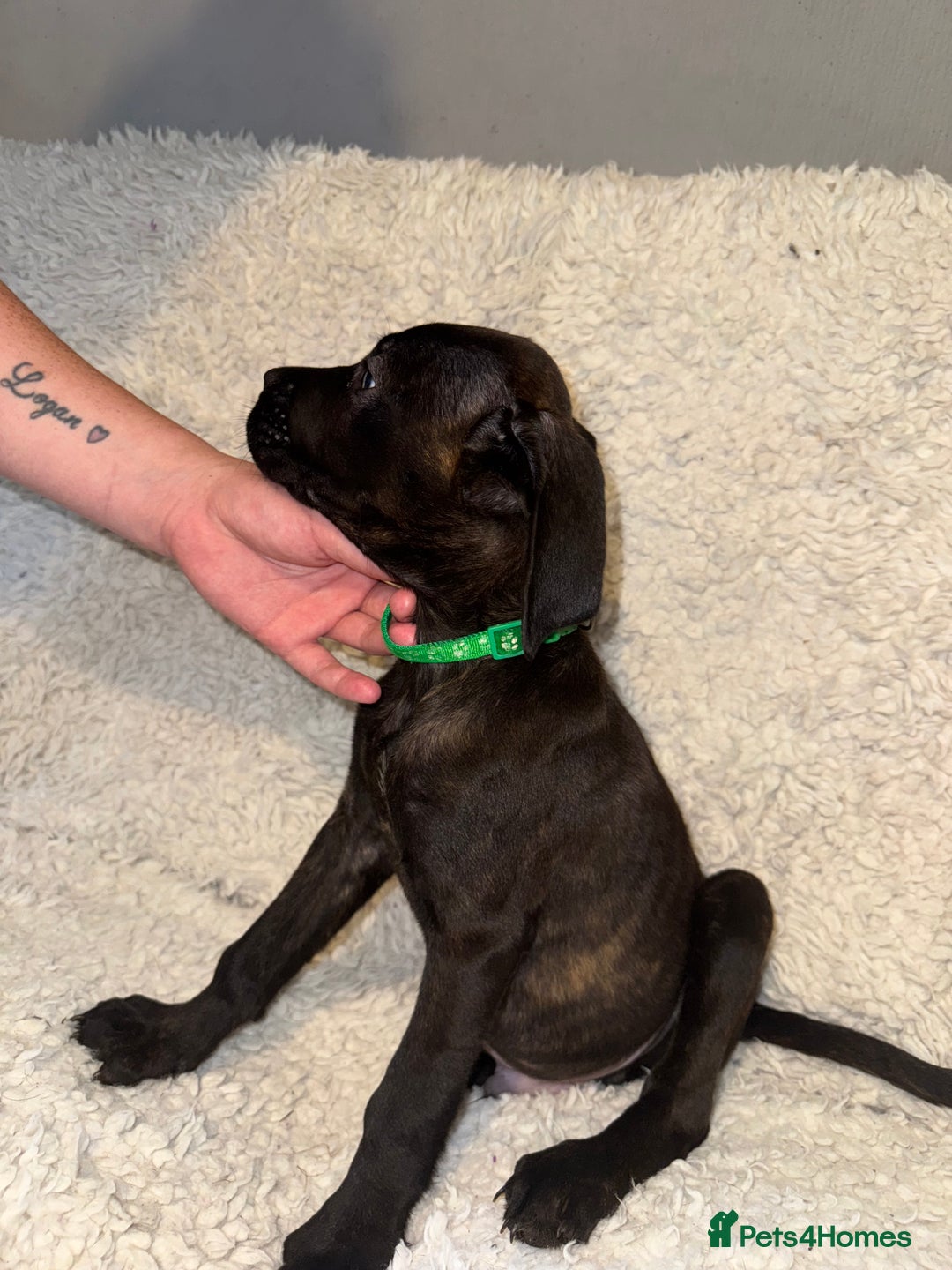 Cane Corso dogs for sale: Beautiful Litter Of Cane Corso Puppys - Image 14