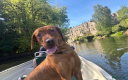 Labrador Retriever dogs for sale: Nala has severe allergies, needs experienced owner - Image 3
