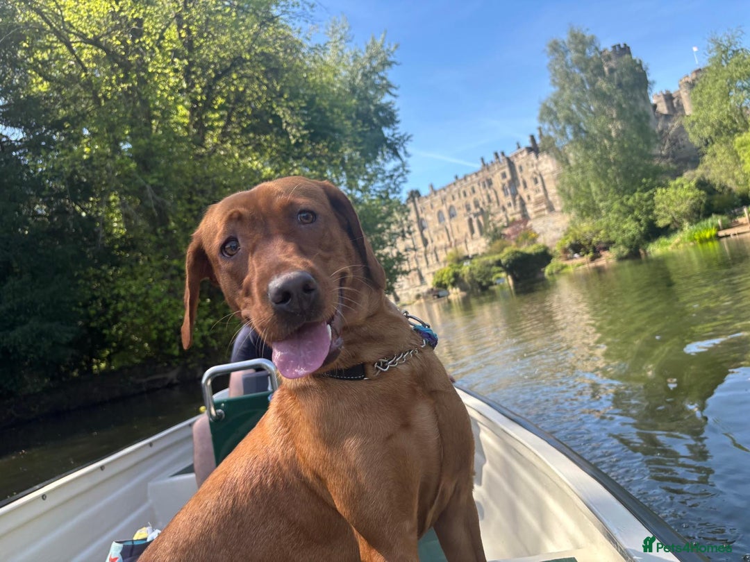 Labrador Retriever dogs for sale: Nala has severe allergies, needs experienced owner - Image 3