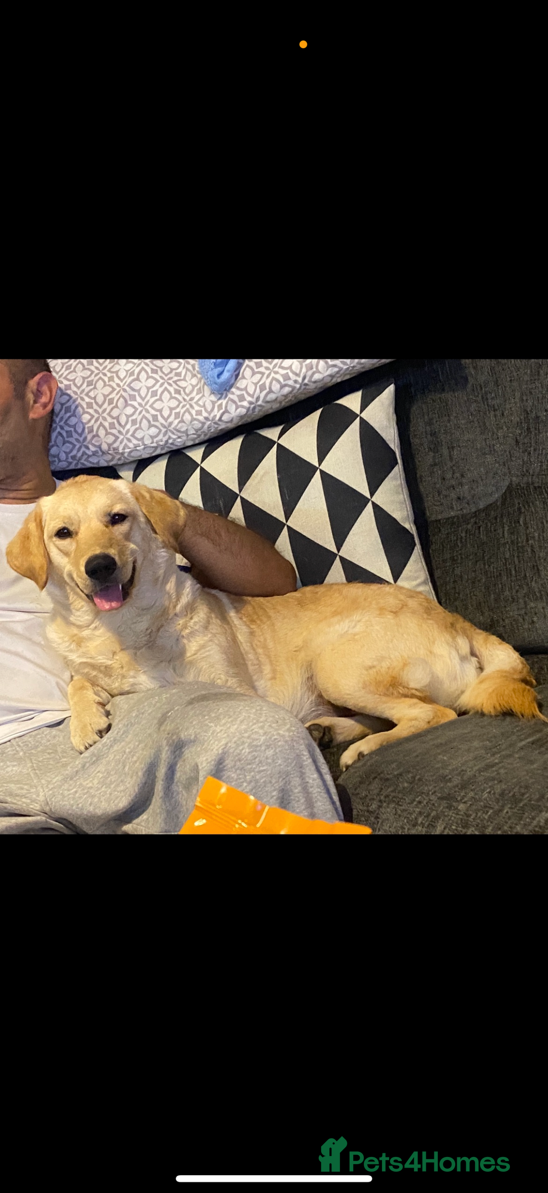 Mixed Breed dogs for sale: READY NOW - Goldador x Labrottie Miniature Puppies - Advert 2