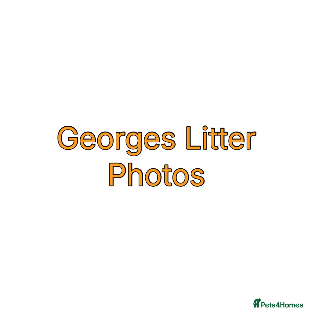 Pomeranian dogs for stud: Prince George Bridgeton 👑 - Image 17