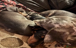 Miniature Dachshund dogs for sale: Silver Dapple Minature Dachshund  - Image 2