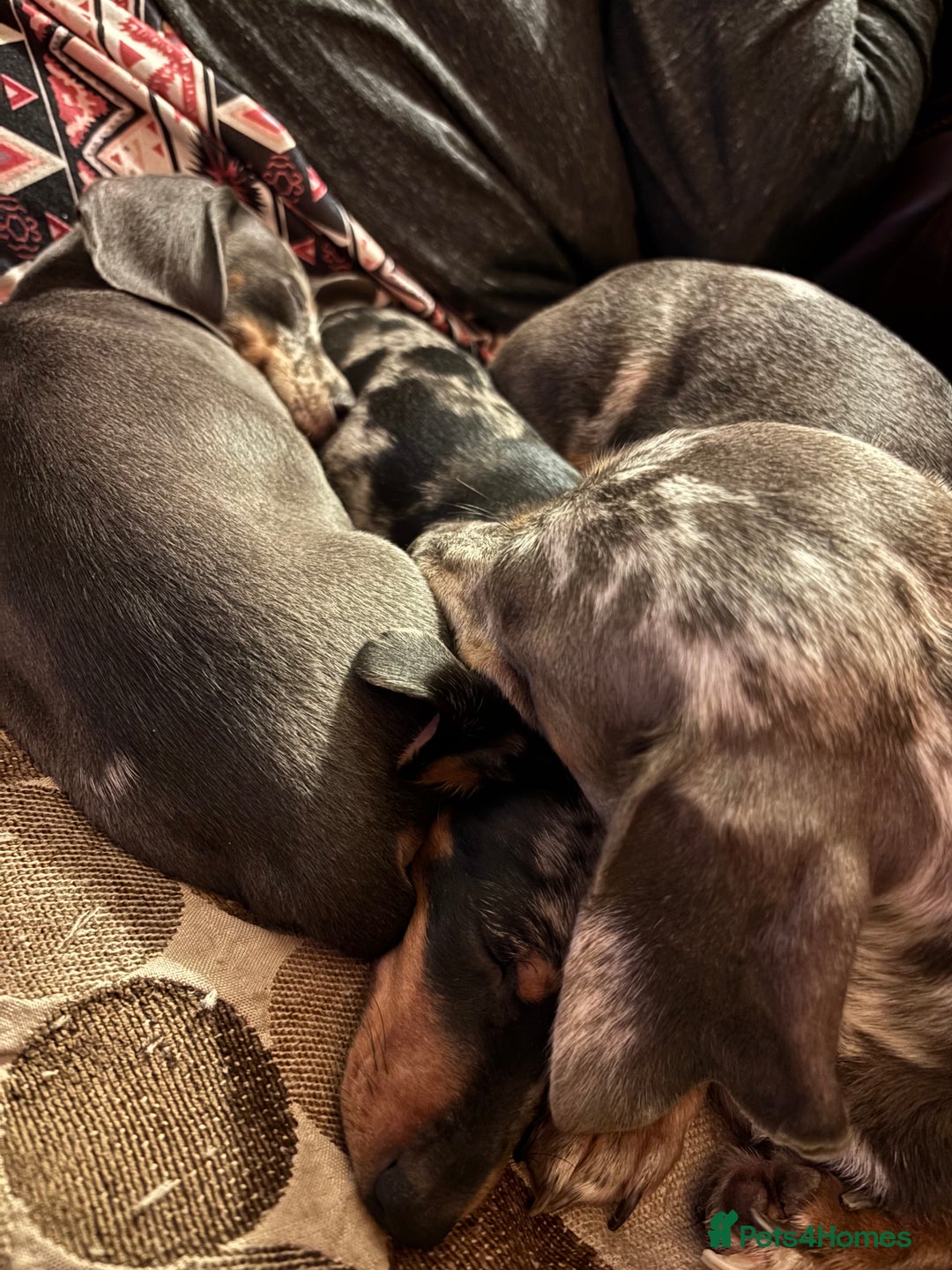 Miniature Dachshund dogs for sale: Silver Dapple Minature Dachshund  - Image 2