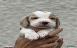 Beagle dogs for sale: KC reg beagle puppies - Image 4
