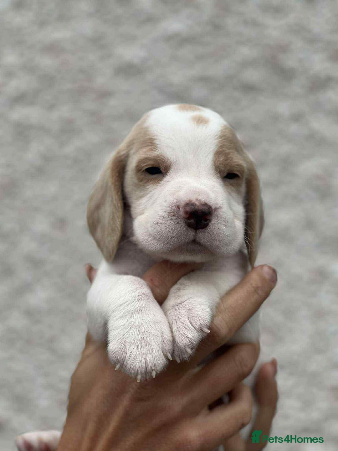 Beagle dogs for sale: KC reg beagle puppies - Image 4