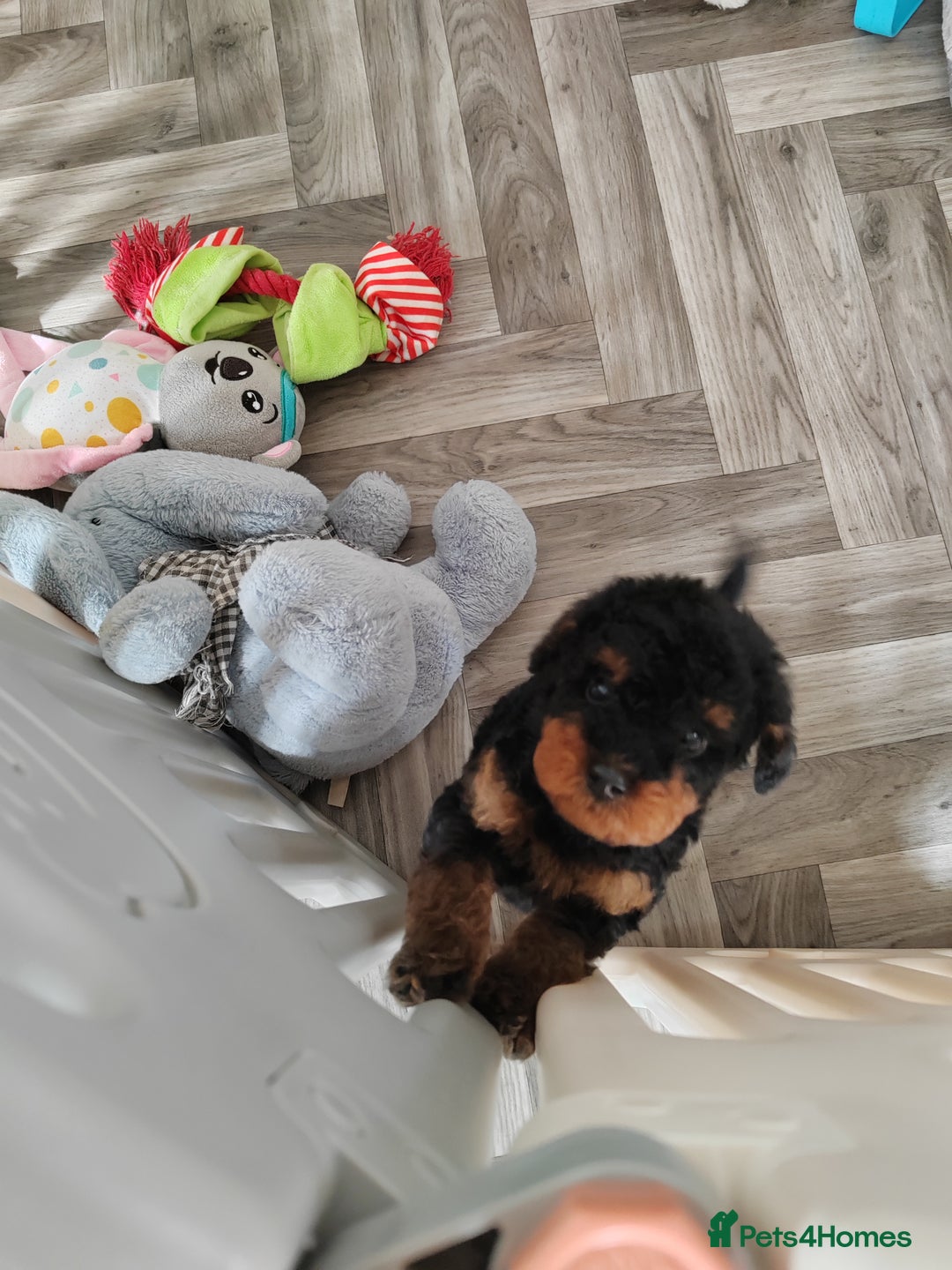 Cavapoo dogs for sale: TOY CAVAPOO DNA TESTED PARENTS AND GRANDPARENTS  - Image 25