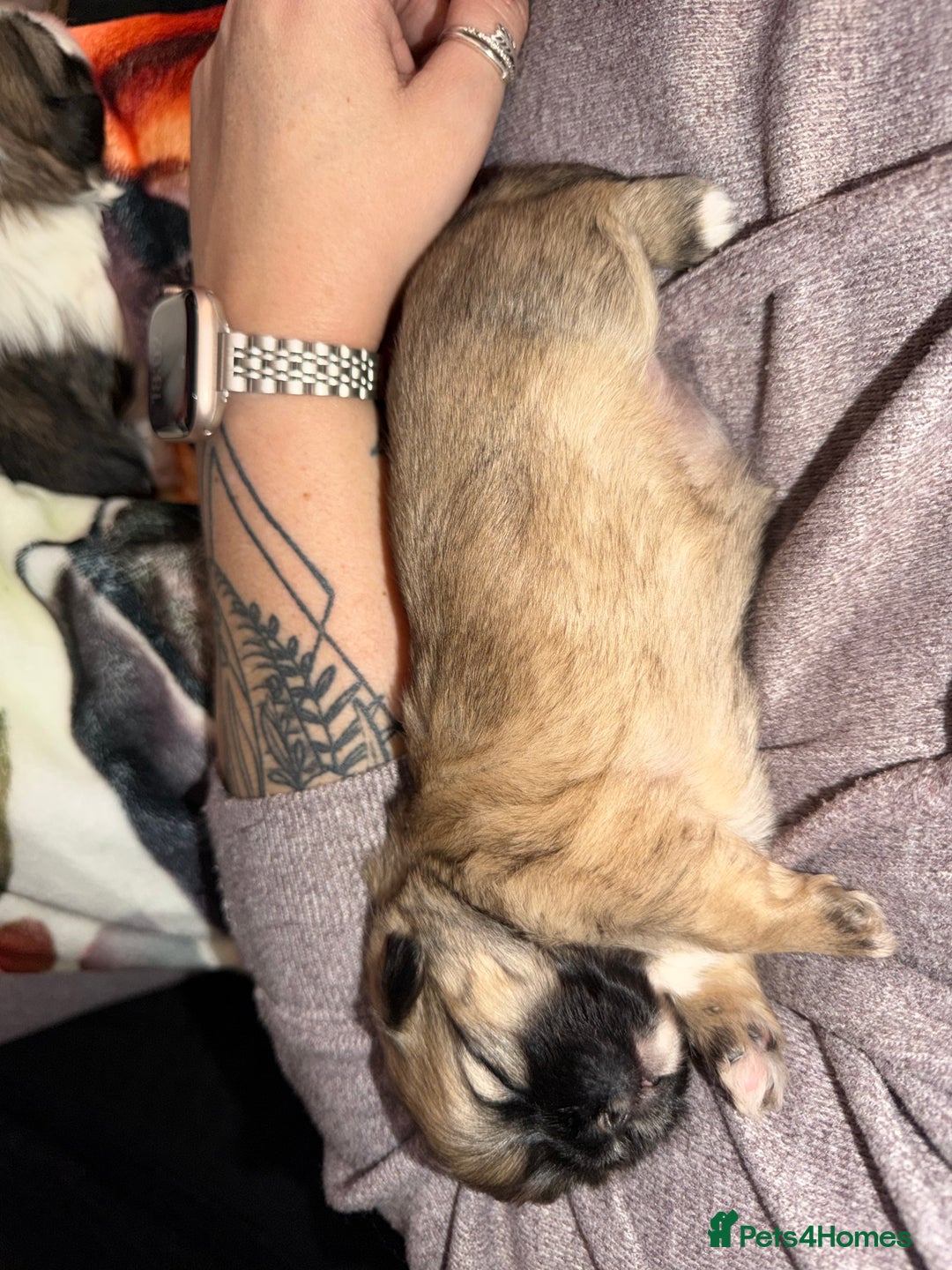 Shih Tzu dogs for sale: Shih Tzu’s  - Advert 27