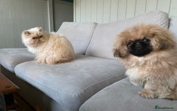 Persian cats for sale: Persian Cream Point Male  - Image 6