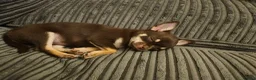 Chihuahua dogs for sale: Chihuahua pups - Advert 3