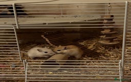 Gerbil rodents for sale: 2 male gerbils for sale  - Image 1