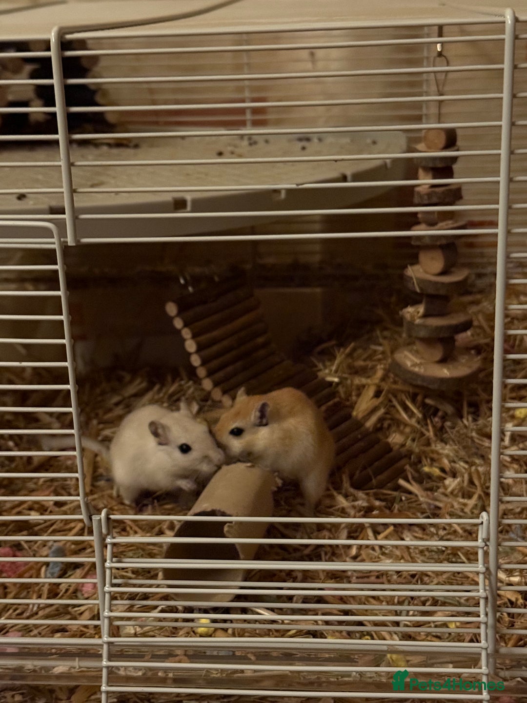 Gerbil rodents for sale: 2 male gerbils for sale  - Image 1