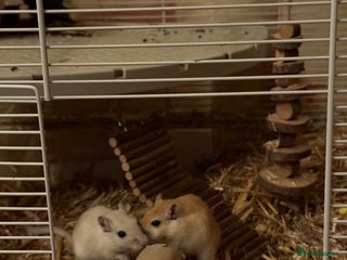 Gerbil rodents - Advert 2