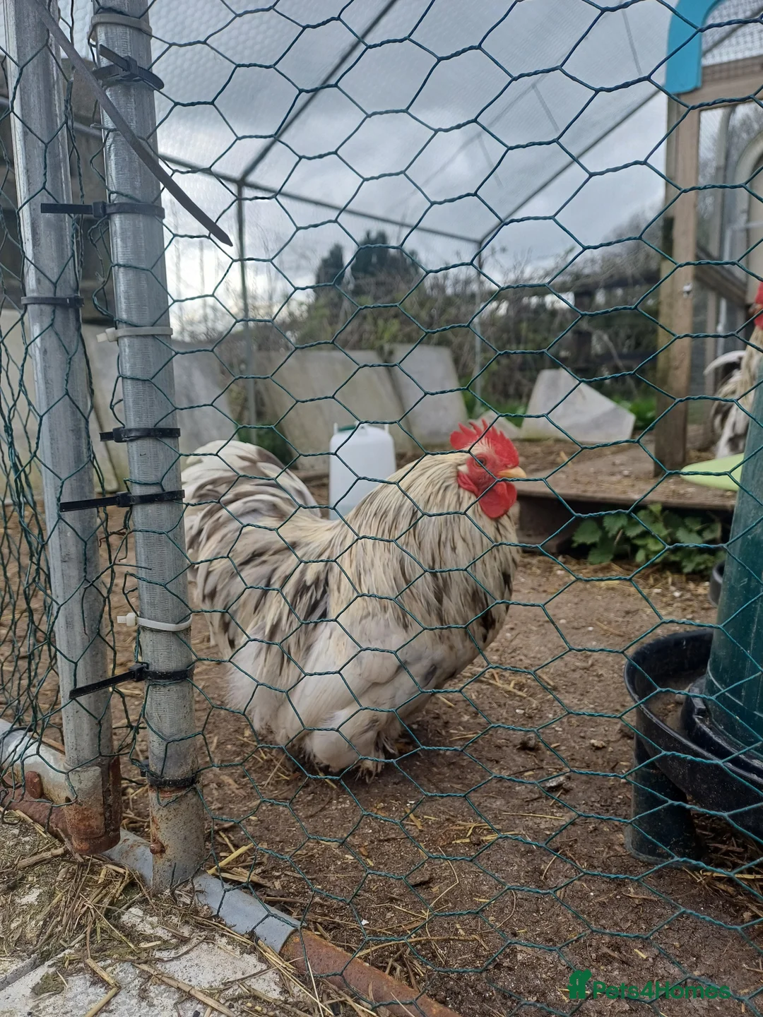 Chickens poultry for sale: Pure Bantom Cockerell  - Advert 1