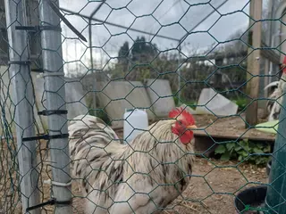 Chickens poultry Pure Bantom Cockerell - Advert 1