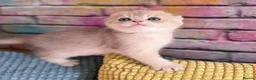 Scottish Fold cats for sale: Exceptional Blue Golden Scottish Fold & Straight🐱 - Advert 10