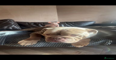 Sphynx cats - Advert 11