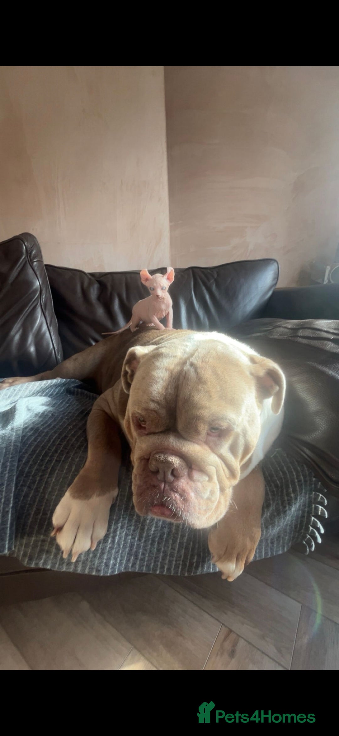Sphynx cats for sale: Odd eyed Male & seal point female 🩵 - Image 3