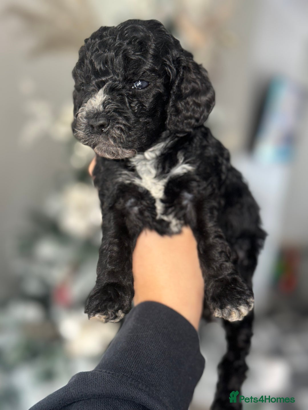 Cockapoo dogs for sale: Beautiful mixed Merle F2B Cockapoos  - Advert 17