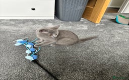 British Shorthair cats for sale: Two Blue British Short Hair Kittens  - Image 6
