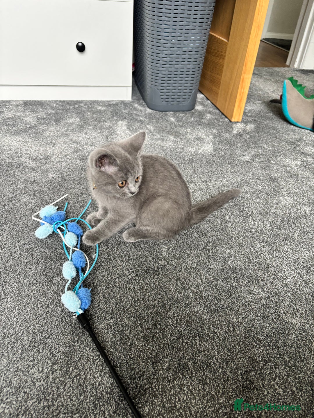 British Shorthair cats for sale: Two Blue British Short Hair Kittens  - Image 6
