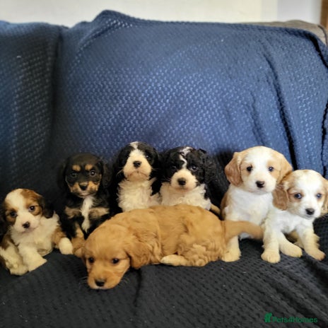 Cavapoochon puppies for sale | Pets4Homes