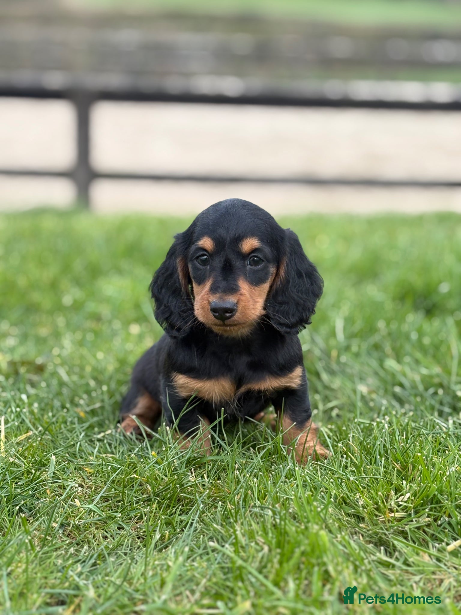 Dachshund dogs for sale: Beautiful Miniature long hair dachshund  - Advert 4