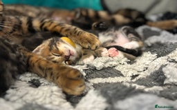 Bengal cats for sale: Half Bengal Kittens - Image 15