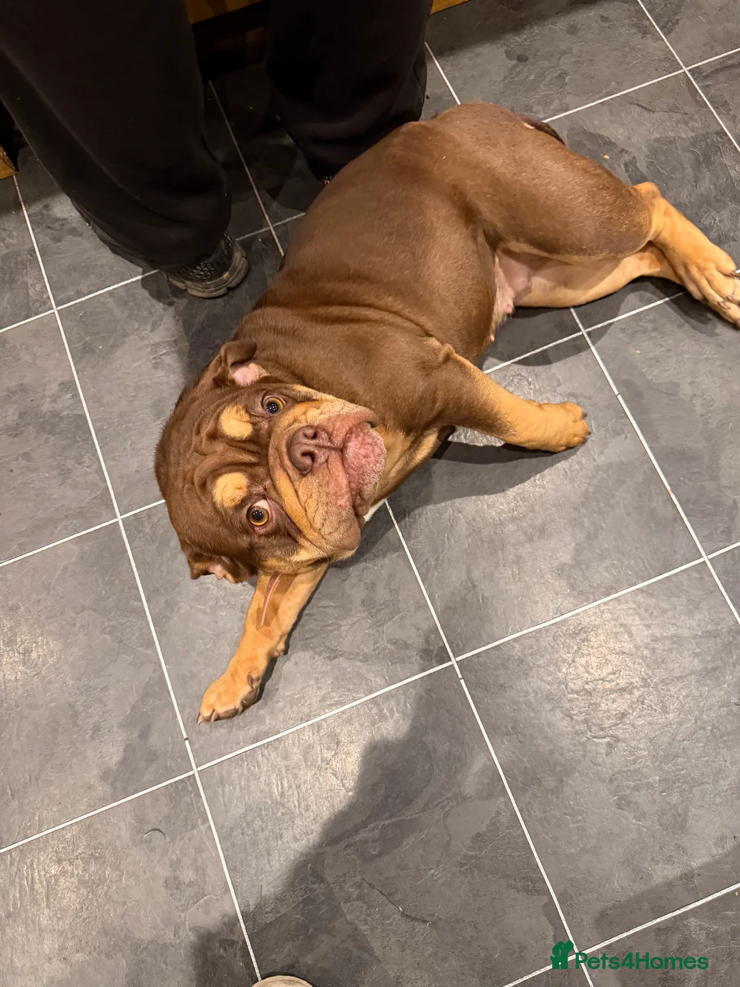 English Bulldog dogs for sale: Beautiful chocolate brown English bulldog  - Advert 3