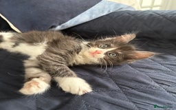 Mixed Breed cats for sale: Maine coon cross  - Image 6