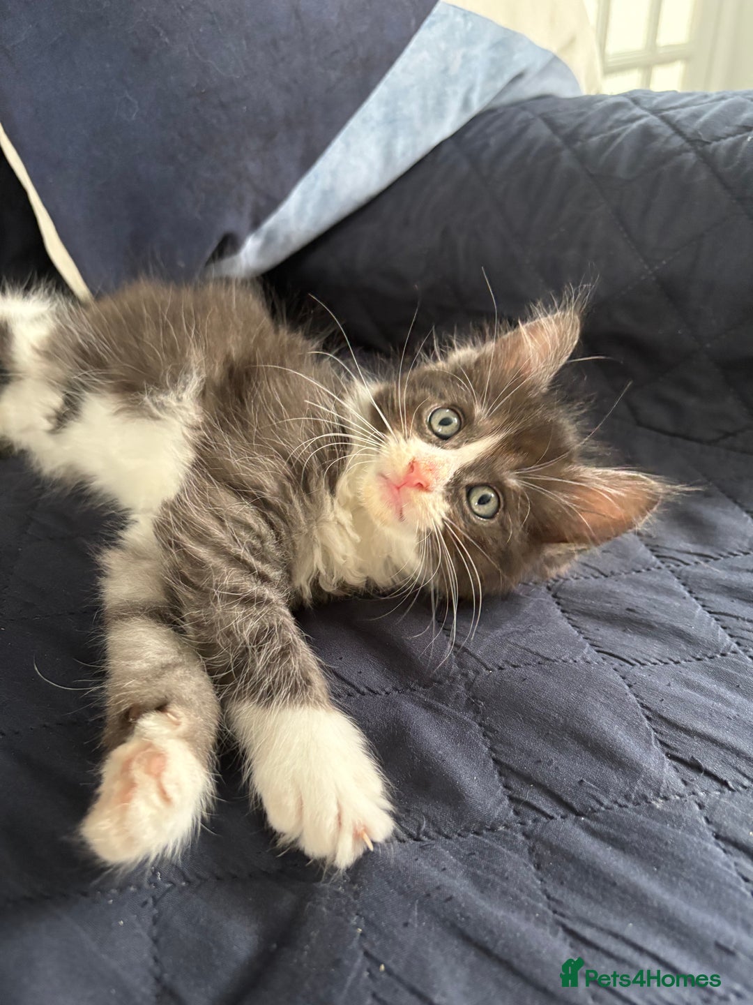 Mixed Breed cats for sale: Maine coon cross  - Image 6