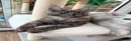 Maine Coon cats for sale: One beautiful black smoked Maine coons ready soon - Advert 6