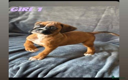 Boxer dogs for sale: BEAUTIFUL BOXER PUPPIES (HEARTSCORED PARENTS) - Image 3