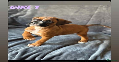 Boxer dogs - Advert 12