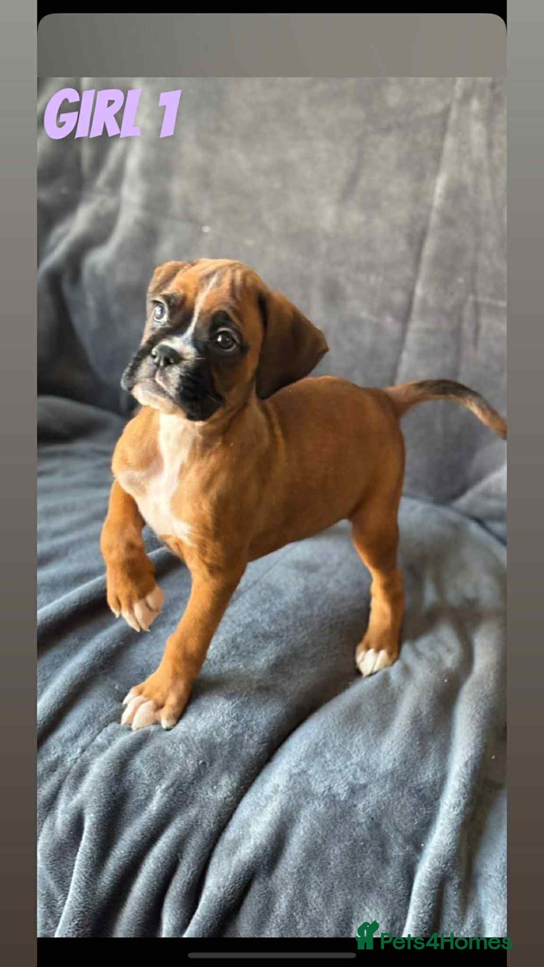 Boxer dogs for sale: BEAUTIFUL BOXER PUPPIES (HEARTSCORED PARENTS) - Image 3