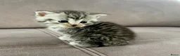 Mixed Breed cats for sale: 🐾✨ BEAUTIFUL FLUFFY PERSIAN-MIX KITTENS ✨🐾 - Advert 7