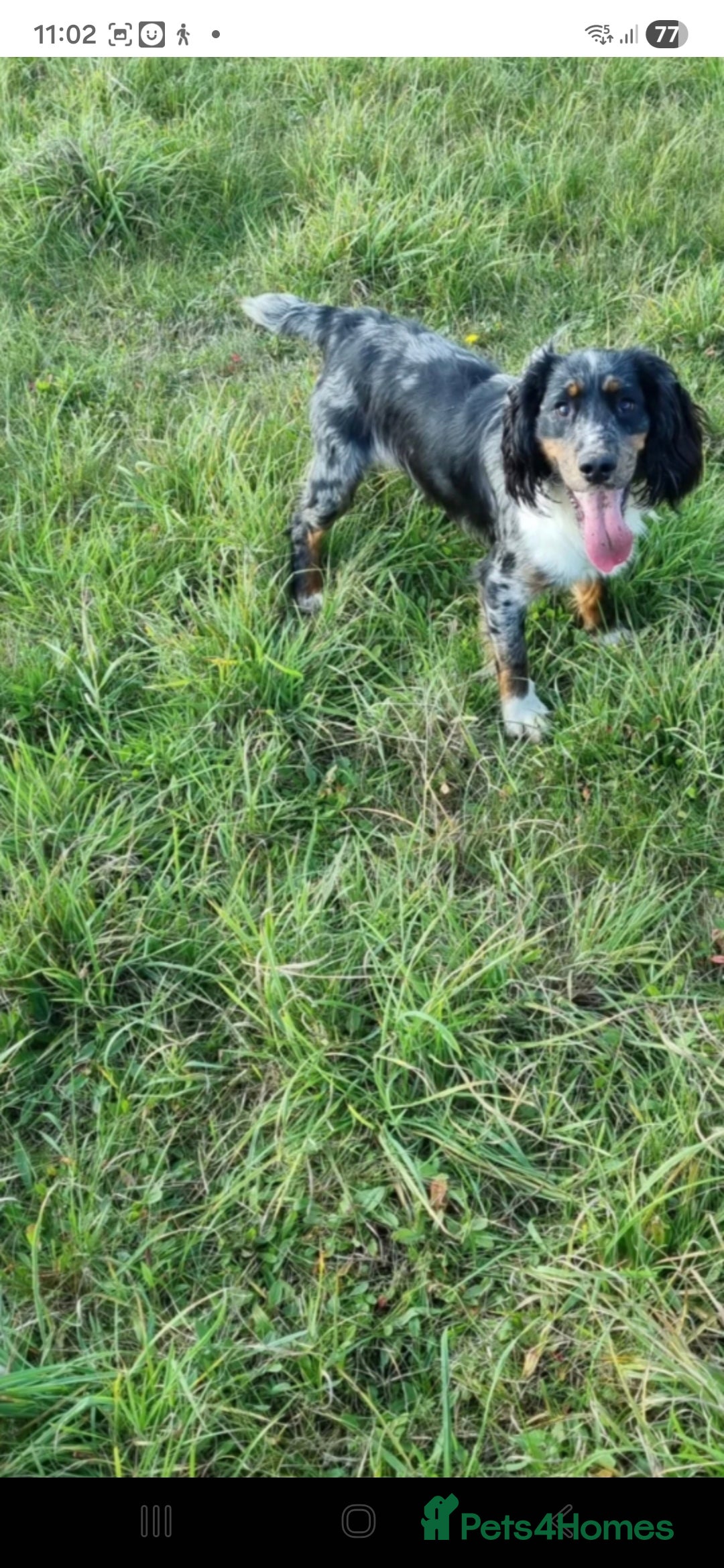 Cocker Spaniel dogs for sale: Kc registered litter - Advert 19