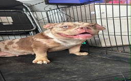 American Bully dogs for sale: Micro Bully puppies for sale!  - Advert 11