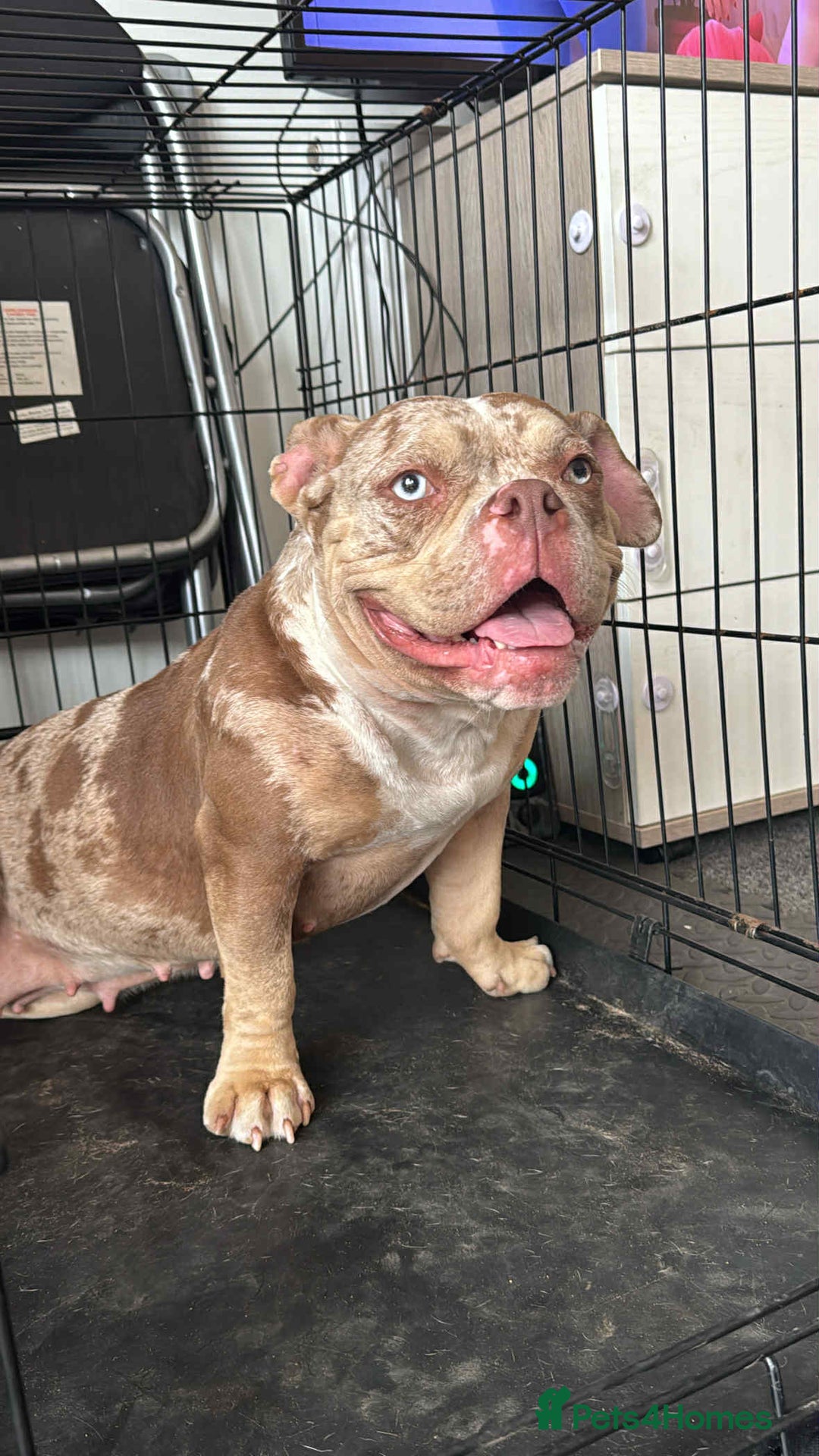 American Bully dogs for sale: Micro Bully puppies for sale!  - Advert 11