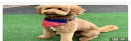 Cockapoo dogs for sale: Cockapoo Puppies ready to leave from 13th June in Colchester - Advert 3