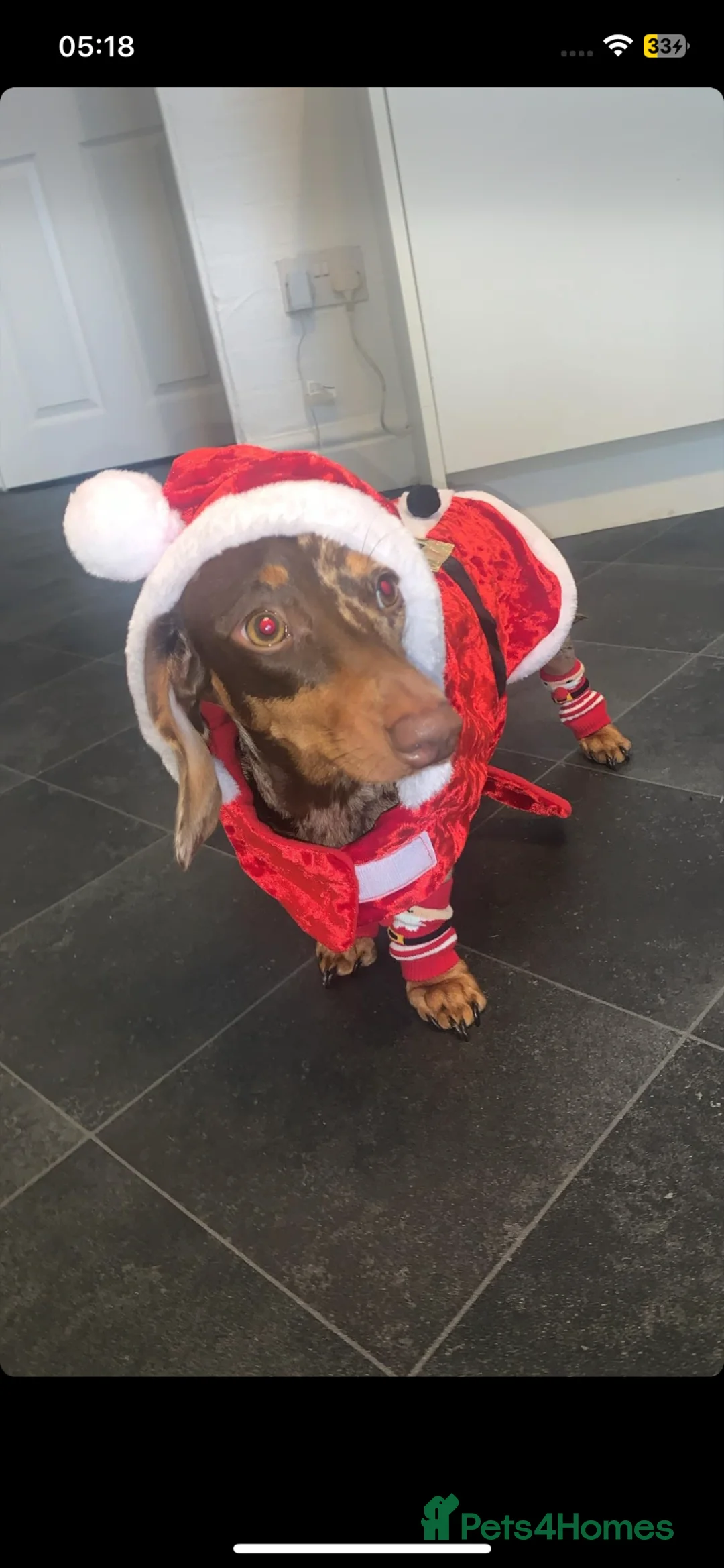 Miniature Dachshund dogs for sale: Miniature dachshund  in Burnley - Advert 1